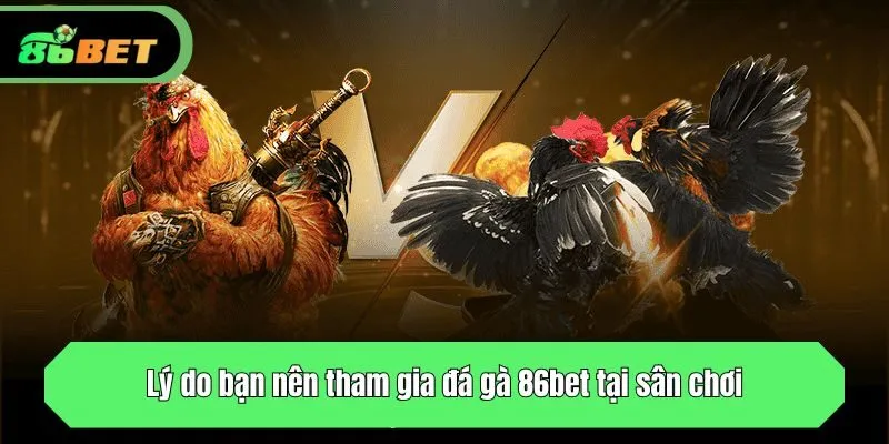 Vì sao bạn nên tham gia đá gà tại nhà cái 86bet?